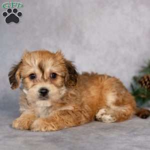 Fluffy, Yorkie-Chon Puppy